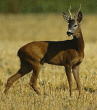 Ruta ornitológica
        Por la zona existe la posibilidad de observar los ciervos, corzos, aves rapaces, lobos y otros animales. Existen cotos de caza donde se puede practicar este deporte.Existe una ruta ornitológica en la zona
